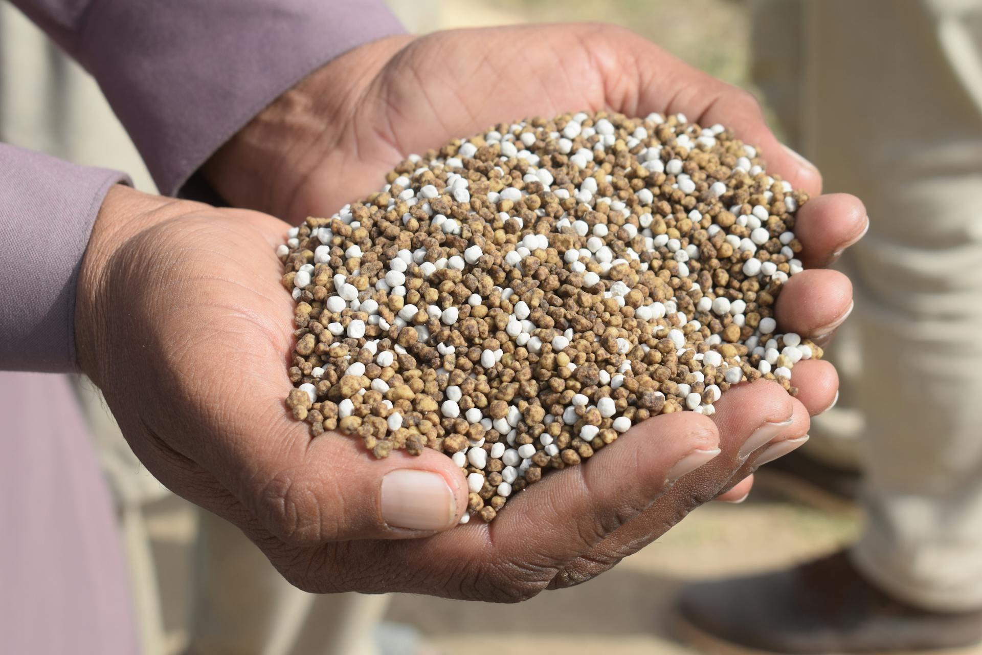 Arroz, café, trigo e mais: como a crise dos fertilizantes