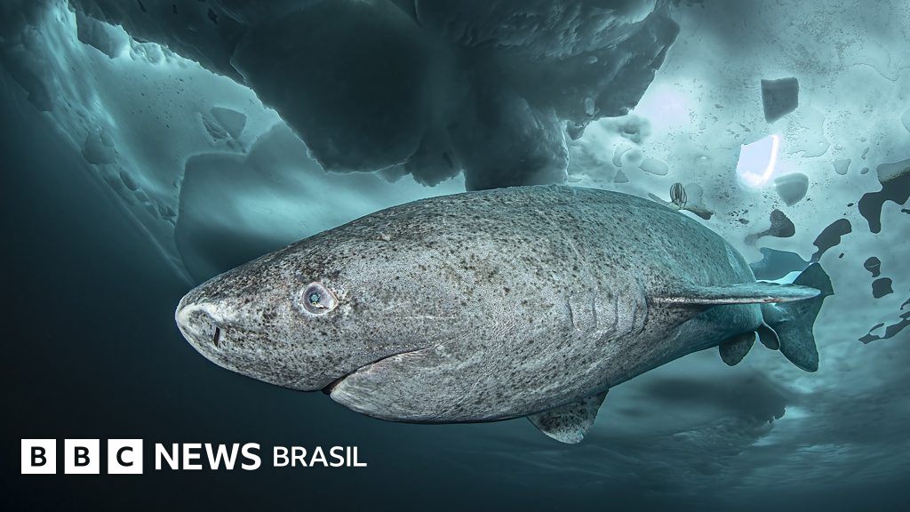 O que um tubarão que vive 400 anos pode nos ensinar sobre a longevidade