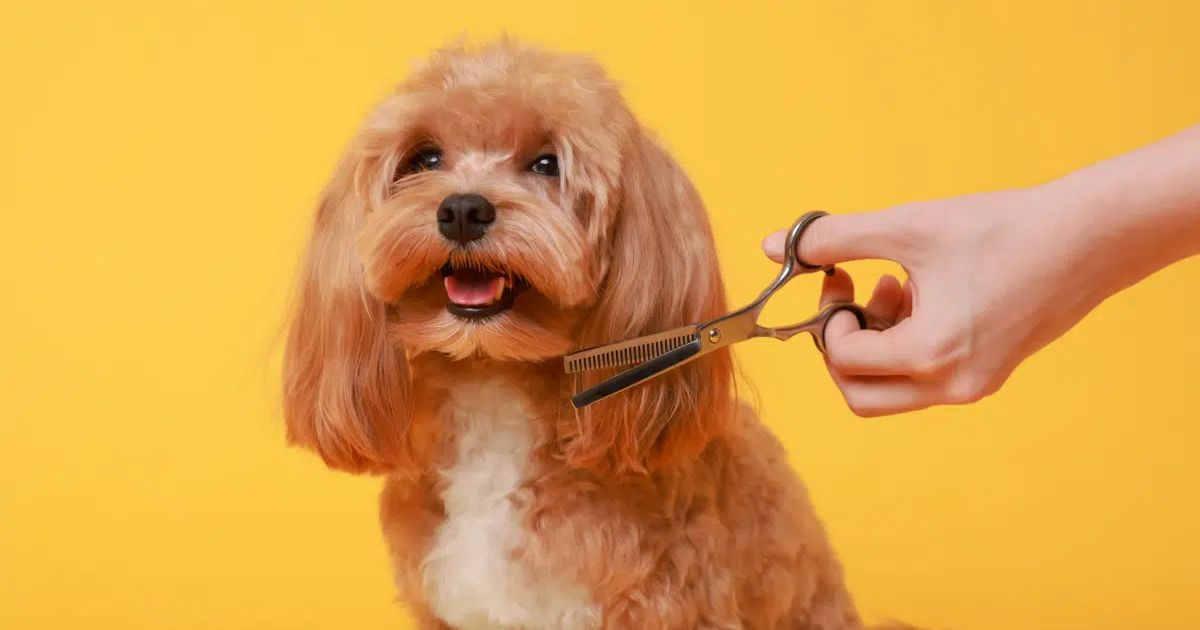 9 cuidados importantes ao levar o cachorro para tosar