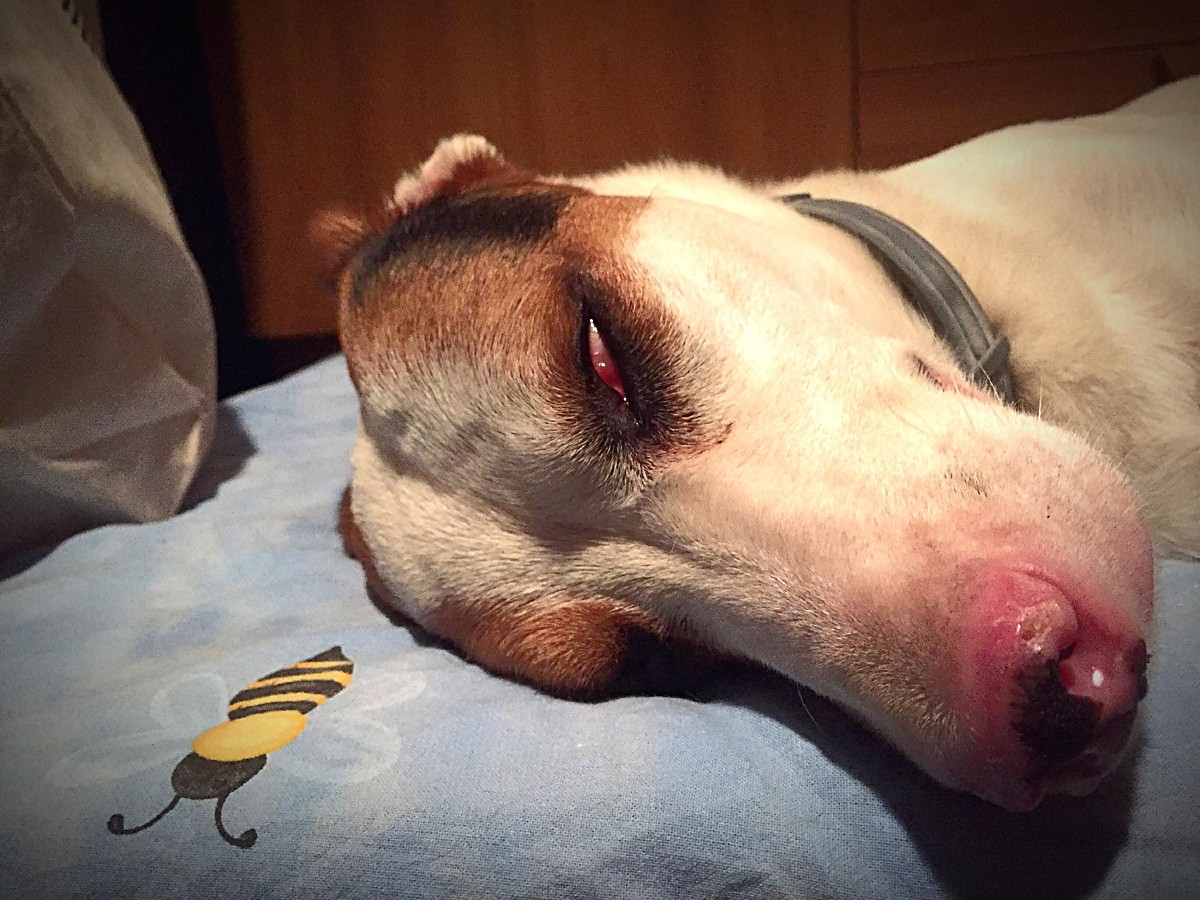 Morte de cĂŁes em abrigo da Prefeitura expĂľe crise na proteĂ§ĂŁo animal em CuiabĂĄ