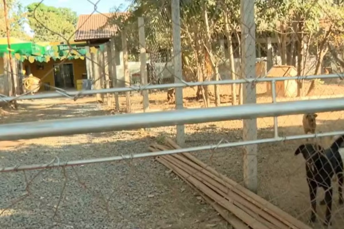 Prefeitura transforma área de abrigo para animais em Complexo de Bem-Estar Animal.