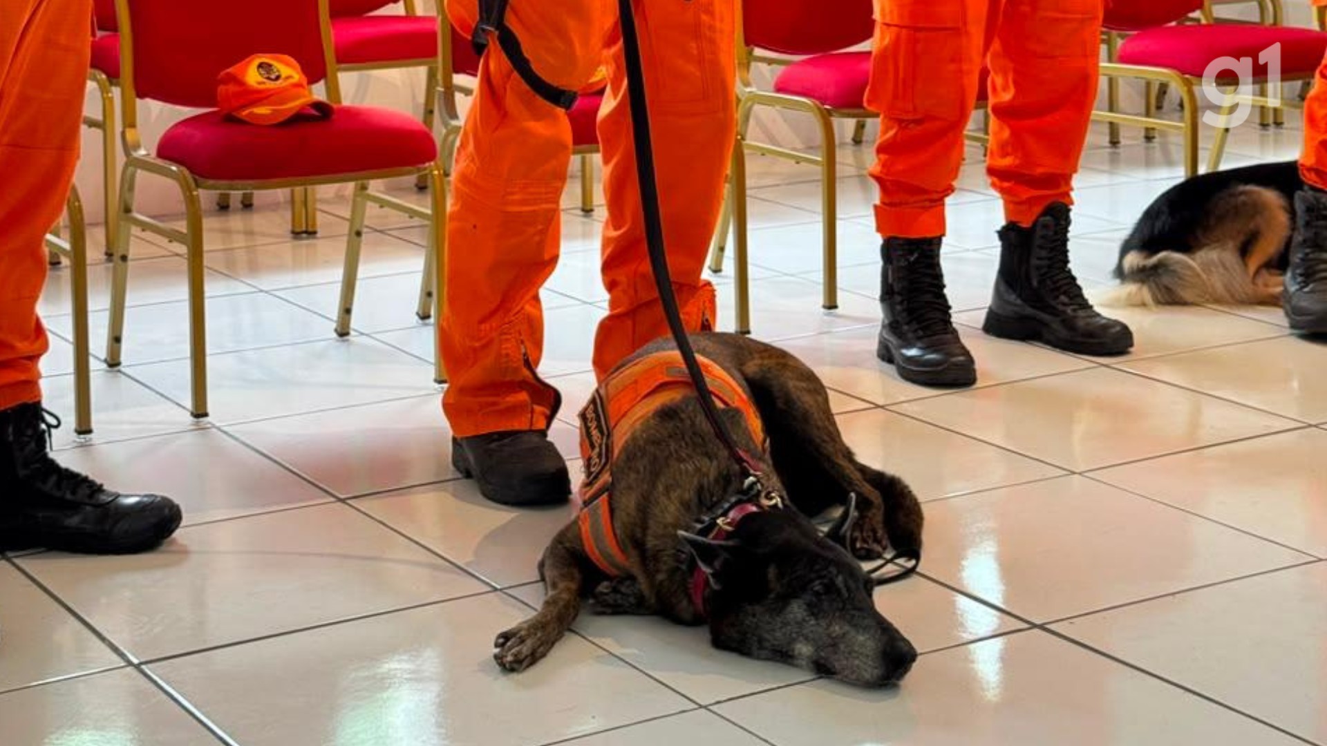 Cadelas de resgate do Corpo de Bombeiros do Maranhão se aposentam após mais de 30 missões