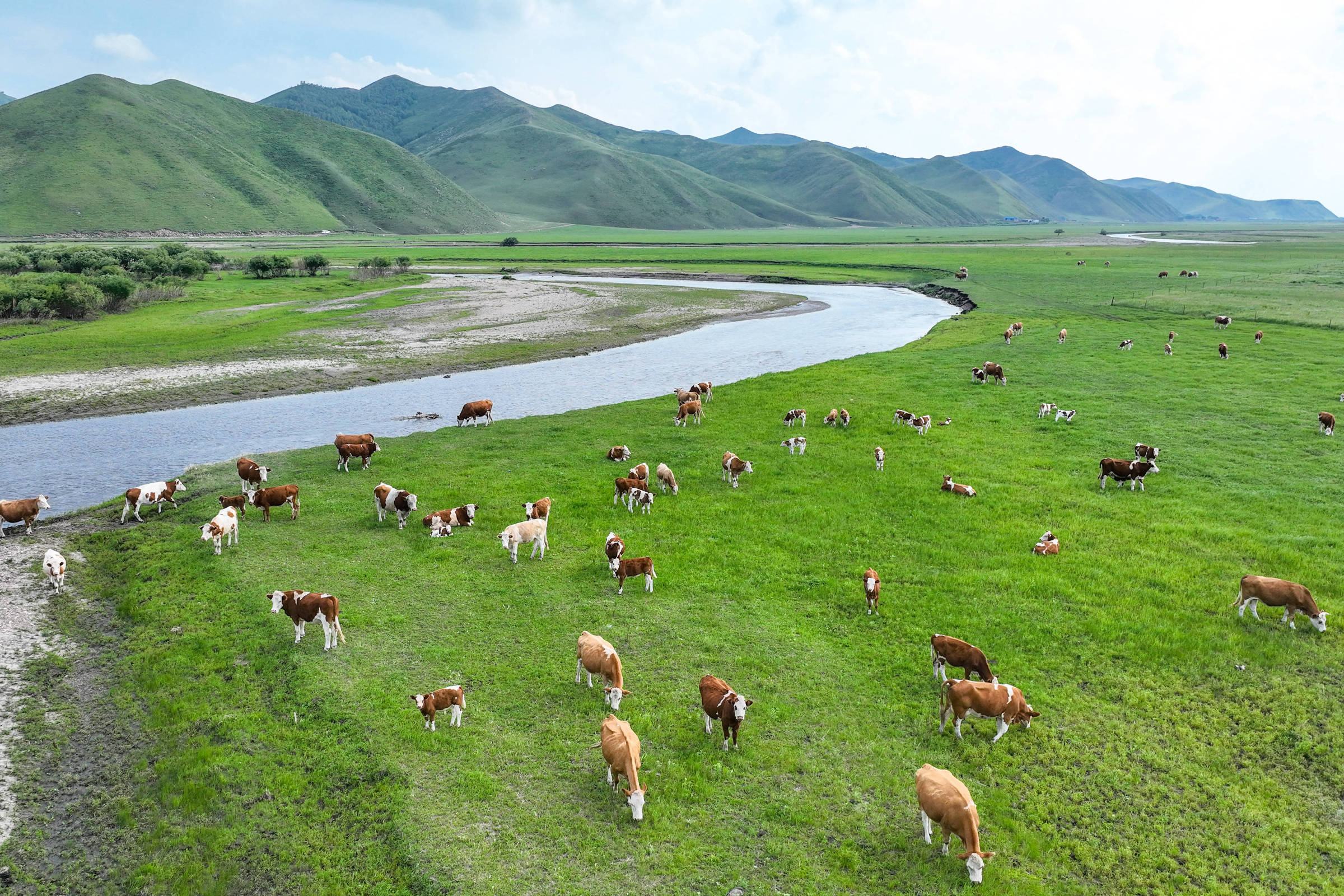 Como mudanças climáticas e tarifas ajudam a China a criar mais gado