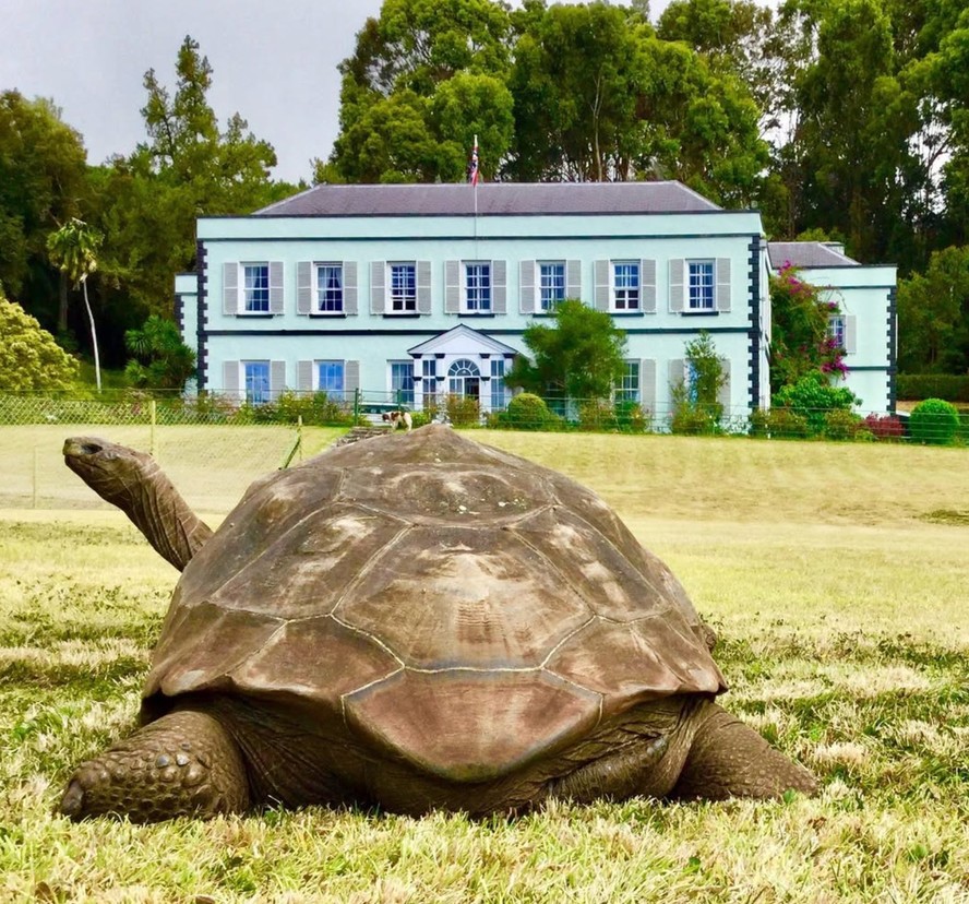 Tartaruga gigante Jonathan, 193 anos, falece em Santa Helena, recordista mundial.