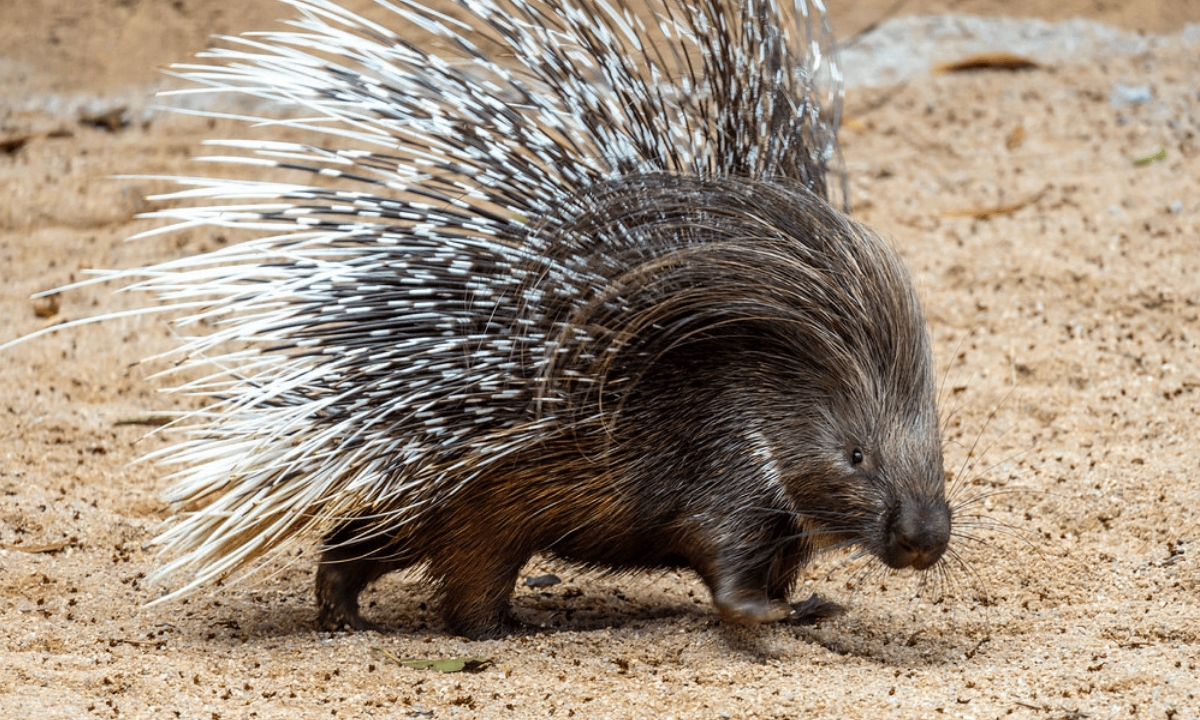 Zoo de São Paulo recebe porco-espinho africano, espécie rara no Brasil.