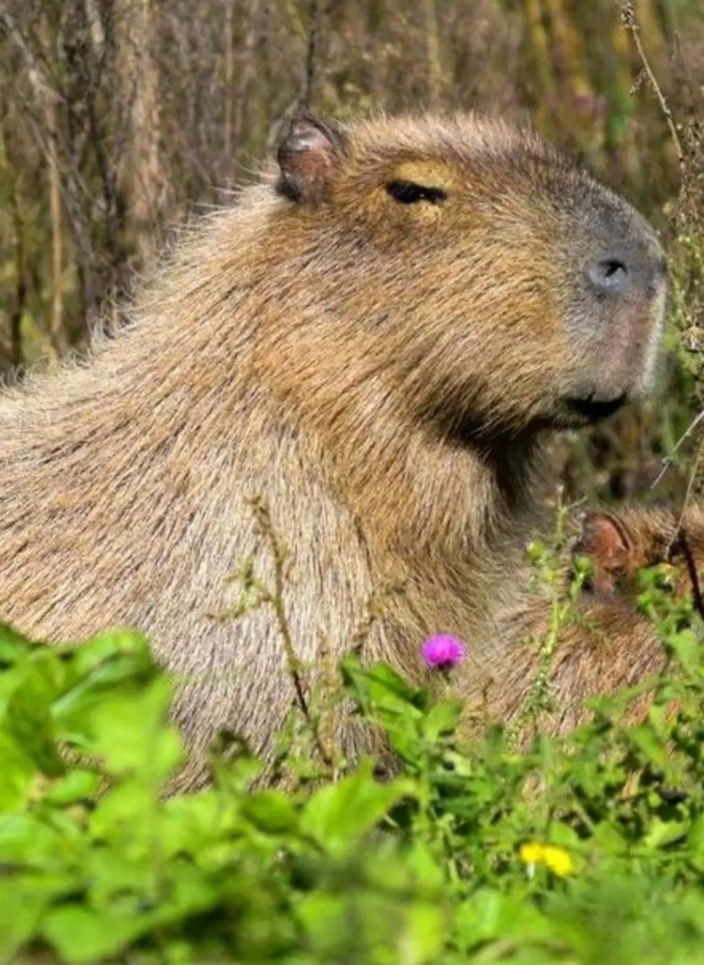Grupos de brasileiros em migração rumo ao Paraguai, buscando refúgio político.