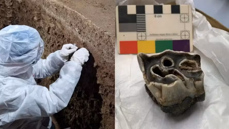 Um hipopótamo fóssil de 120 mil anos é descoberto sob um castelo no País de Gales.