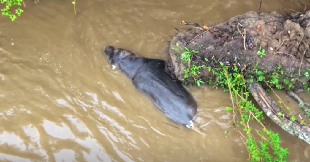 Um hipopótamo fóssil de 120 mil anos é descoberto sob um castelo no País de Gales.