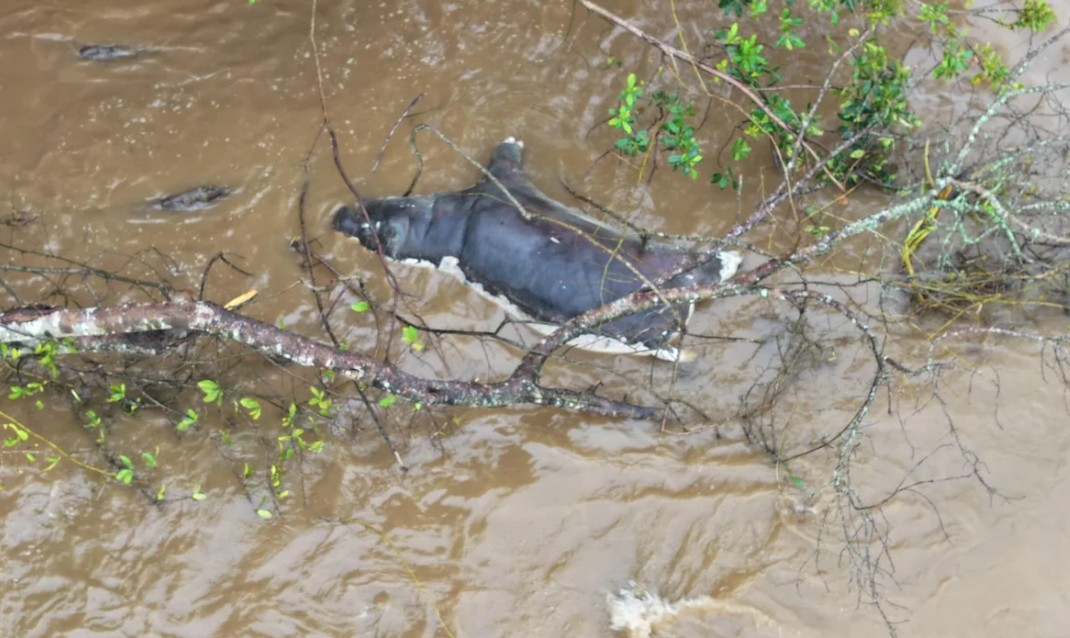 Um hipopótamo fóssil de 120 mil anos é descoberto sob um castelo no País de Gales.