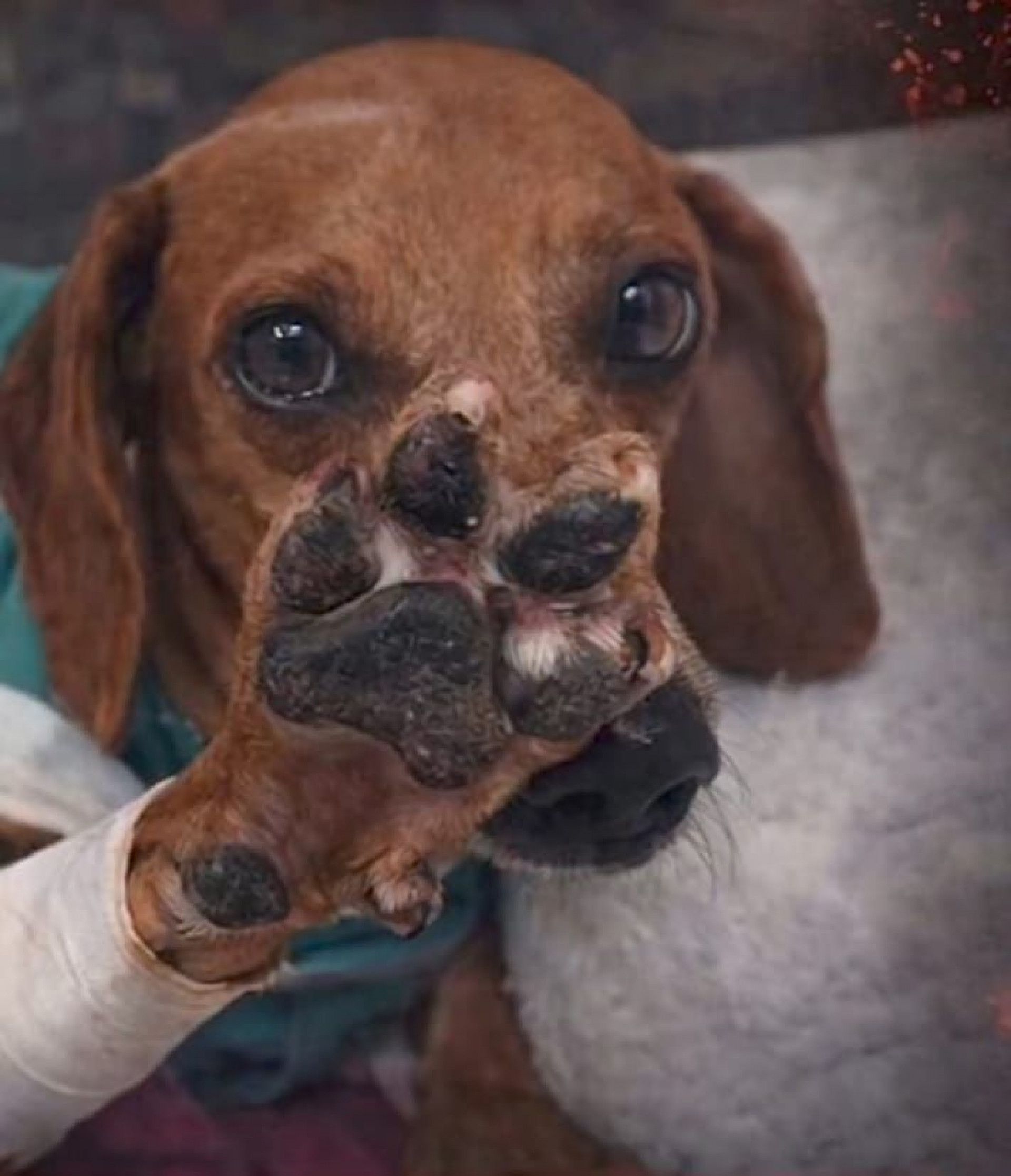 Jovem ativista lidera movimento pela proteção animal em frente a um prédio governamental.
