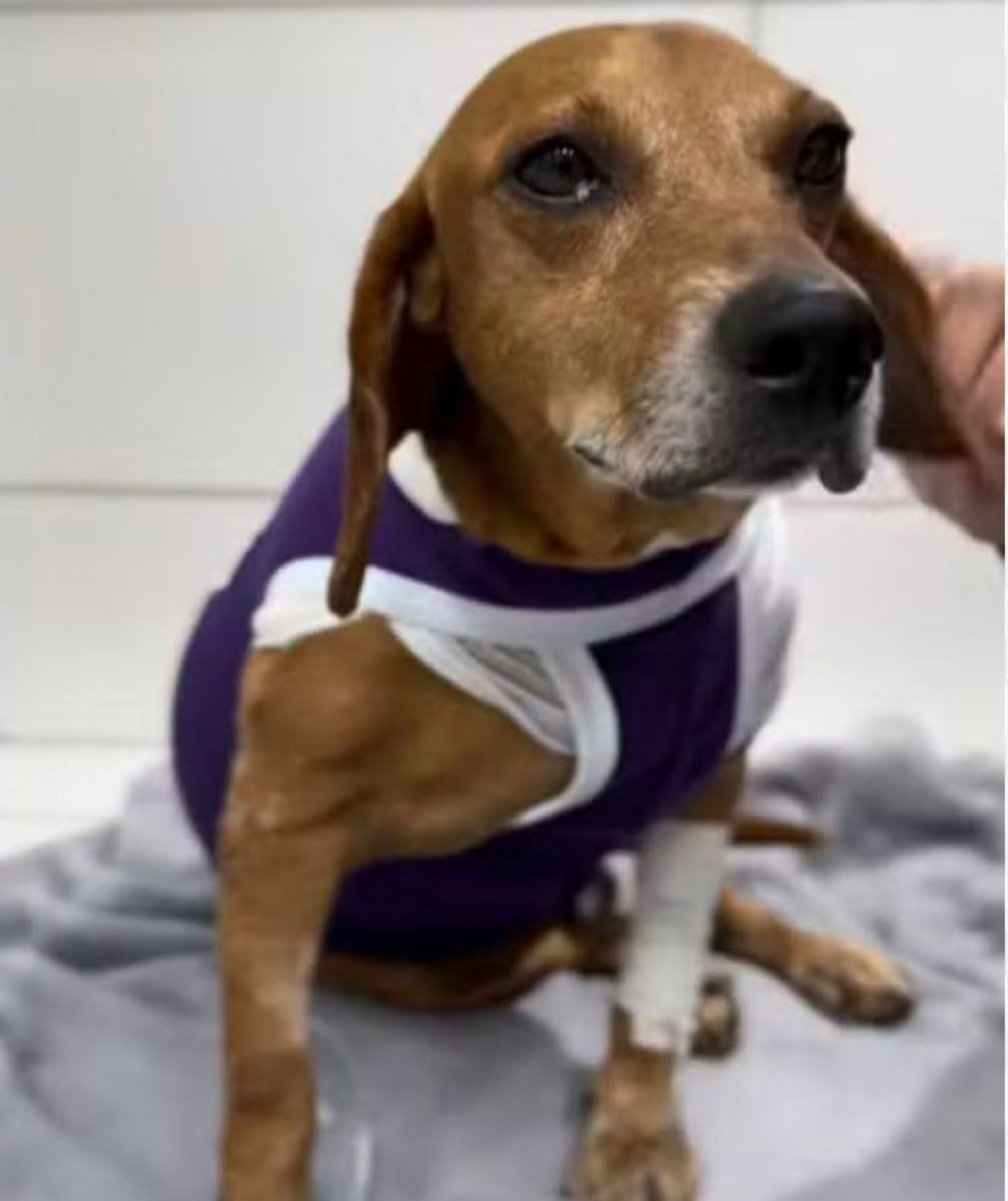 Jovem ativista lidera movimento pela proteção animal em frente a um prédio governamental.