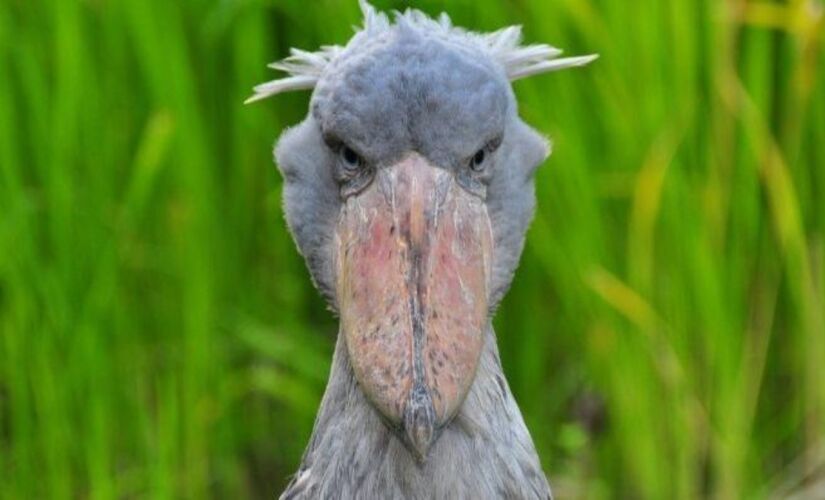 Jornalista segura câmera em frente a aves com cantos agressivos em ambiente sombrio.