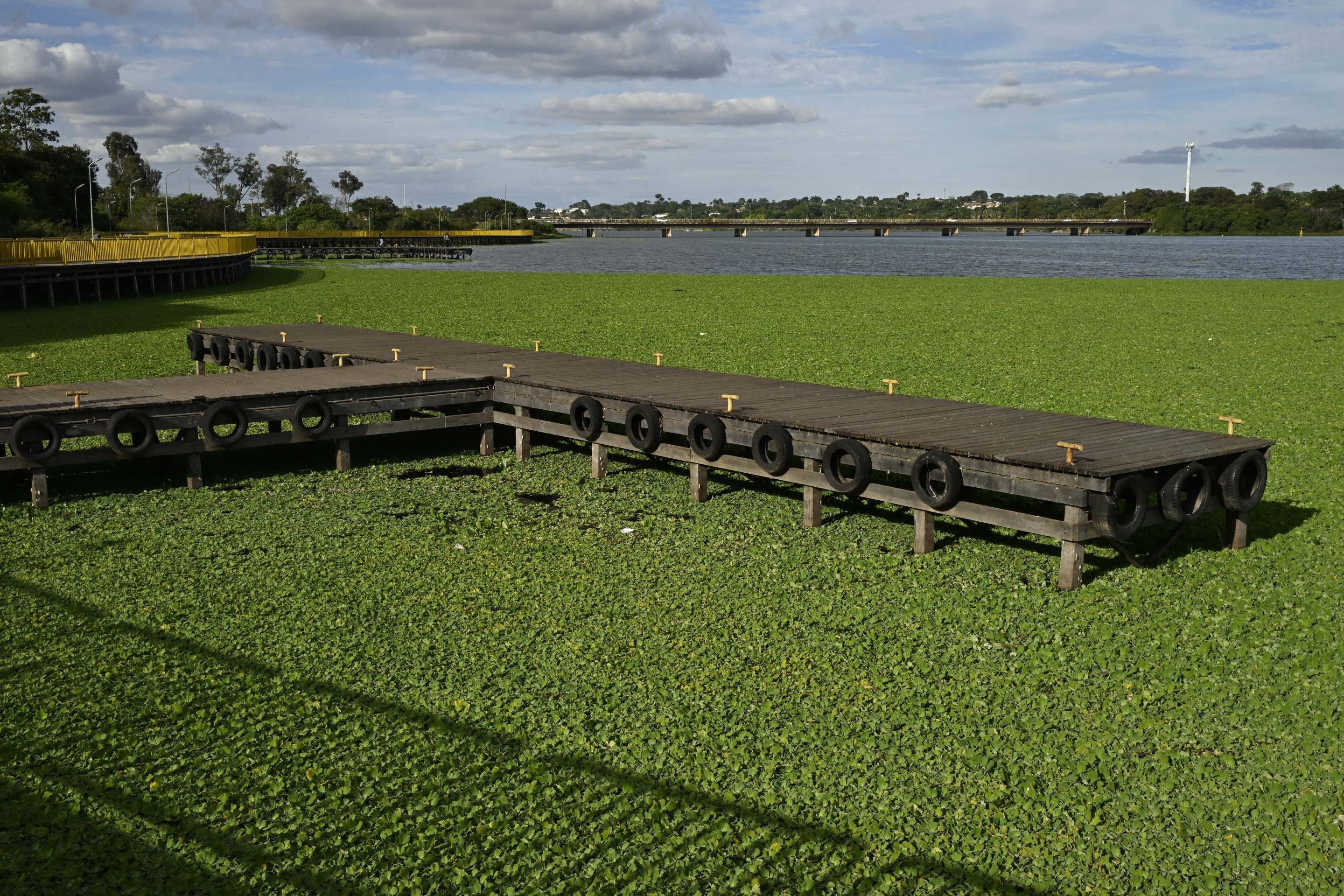 Especies invasoras ameaçam o ecossistema do Lago Paranoá.
